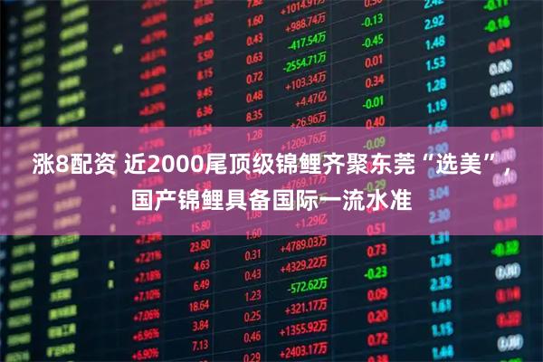 涨8配资 近2000尾顶级锦鲤齐聚东莞“选美”，国产锦鲤具备国际一流水准